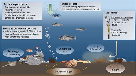 Frontiers | Cold Seeps in a Warming Arctic: Insights for Benthic Ecology