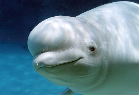 Retrato Branco Do Golfinho Da Baleia Da Beluga Foto de Stock - Imagem de azul, divertimento ...