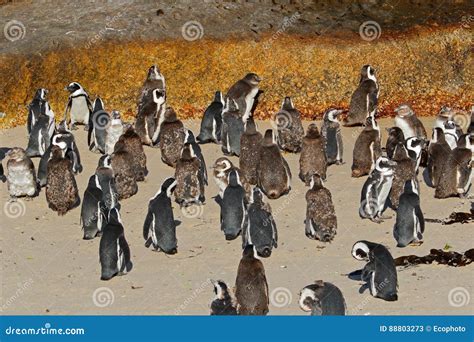 African penguin colony stock image. Image of bird, endemic - 88803273