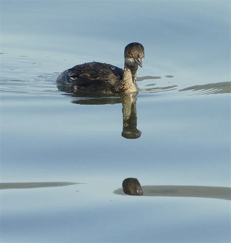 Eared Grebe has non-breeding plumage, and frowny face. | Flickr