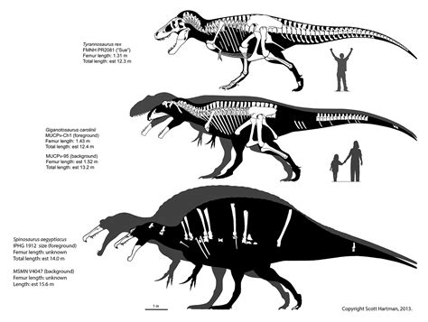 Super Spinosaurus?Scott Hartman's Skeletal Drawing.com