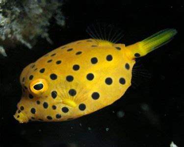 Cubicus Boxfish - Reef Systems, Inc