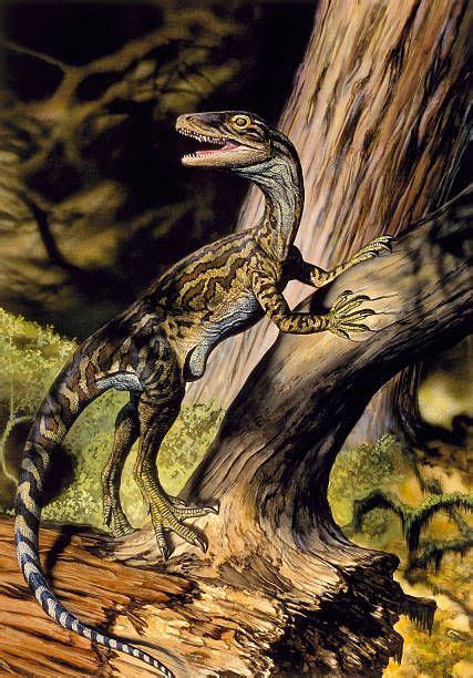 The theropod Staurikosaurus pricei from the Triassic of South America ...