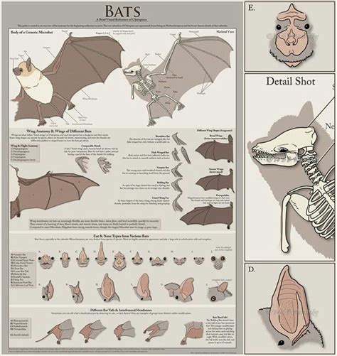 Pin by Jess Weaver on Science! and science-y stuff | Bat anatomy, Anatomy, Creature concept art