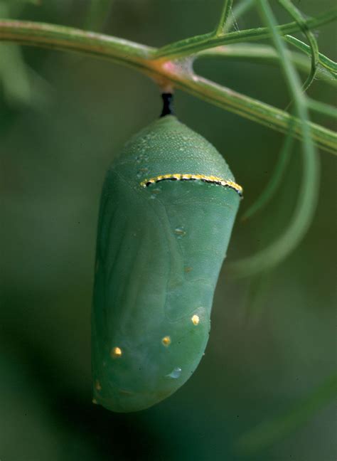 We found this on our Christmas tree we’re wondering if anyone could identify what bug is going ...