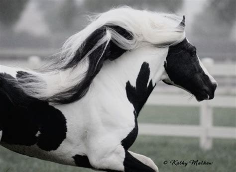 Stunning | Pretty horses, Animals beautiful, Most beautiful animals