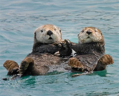 Otter luf | Otters holding hands, Baby otters, Otters