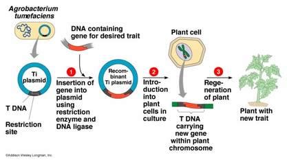 Bacterial transformation - Kyle and Brittany's Science Web