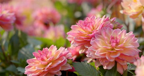 Top All-Season Plants for the Pacific Northwest | Levy's Lawns and ...