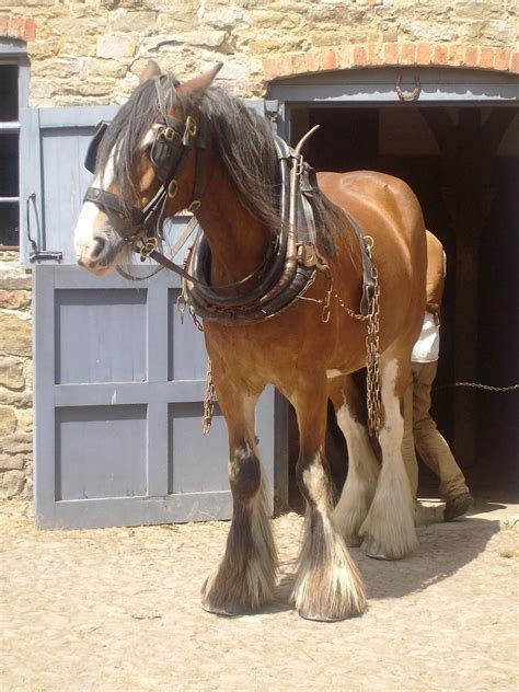 Captain is ready to go to work in the fields! He is a Shire draught horse or dray horse (Old ...