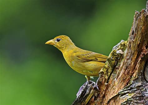 Yellow Tanager: Birding ID Challenge - Birds and Blooms