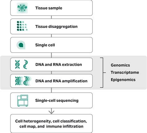 Single-cell sequencing expands genomics research horizons | Cytiva