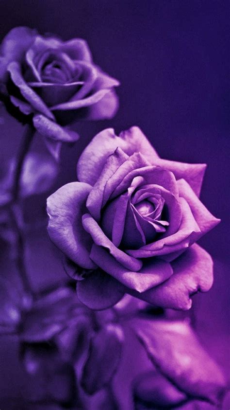 Top 999+ Purple Rose Wallpaper Full HD, 4K Free to Use