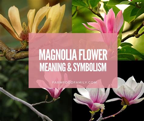 Magnolia Flower Meaning, Symbolism 🌸 - A Symbol Of Femininity, Love