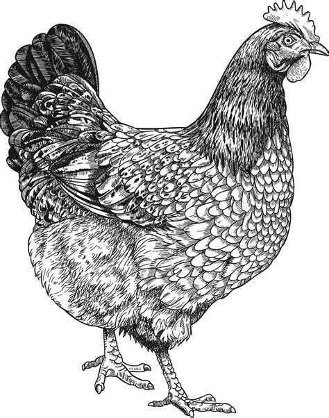 Line Drawing Chicken at PaintingValley.com | Explore collection of Line ...