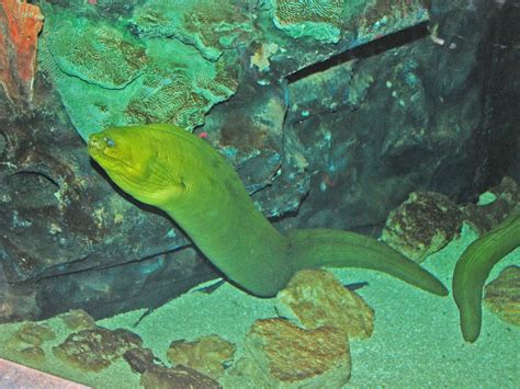 The Online Zoo - Green Moray Eel