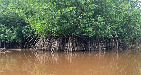 Mangrove Swamp Plants