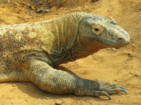 Animal Adventurer: Scientists Discover Potential Antibiotic in Komodo Dragon Blood