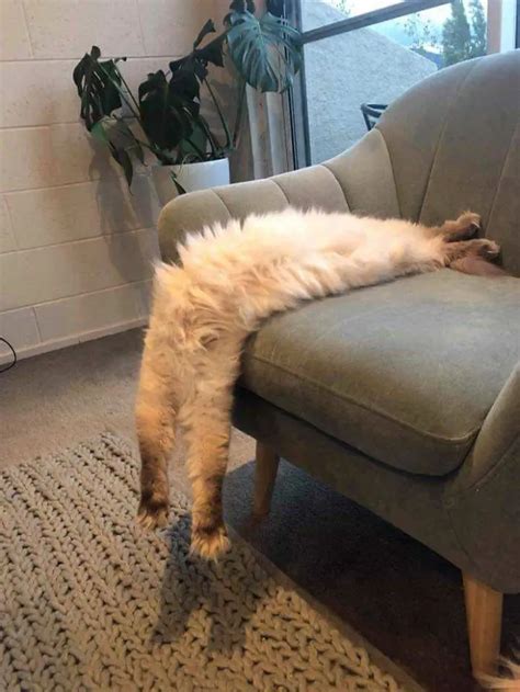 People Are Sharing Funny Photos Of Their Long Cats That Seem To Stretch ...