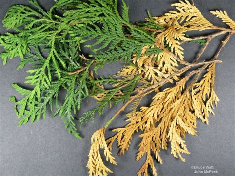 Arborvitae - Phyllosticta - Cooperative Extension: Insect Pests, Ticks ...