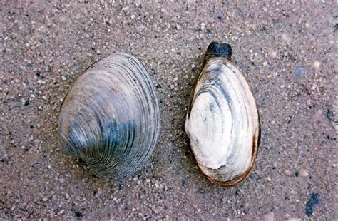 Northern quahog | mollusk | Britannica