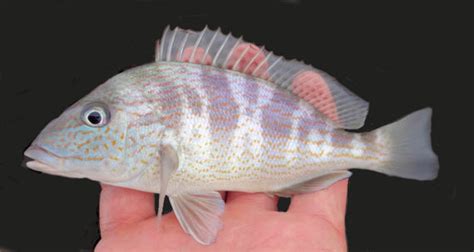 Pigfish | Mexican Fish.com