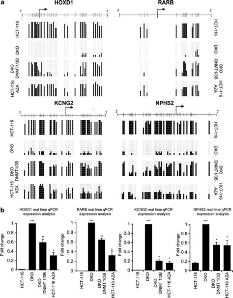 5′-CpG island DNA methylation is associated with transcriptional ...