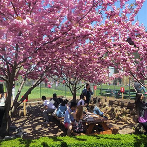 Cherry Blossom Festival | Events | City of New York