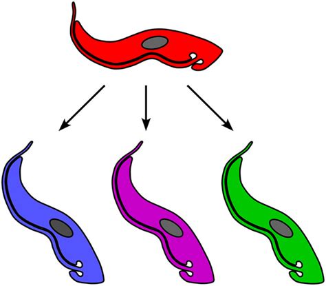 Evolution of Antigenic Variation in African Trypanosomes: Variant Surface Glycoprotein ...