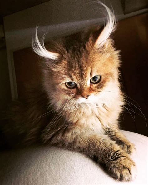 19 Gatos más bellos de todo el mundo