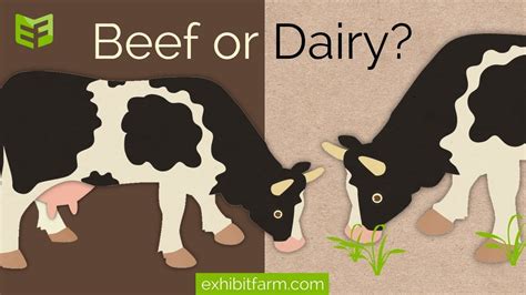 How do I know if a cow is a beef or dairy cow? - YouTube