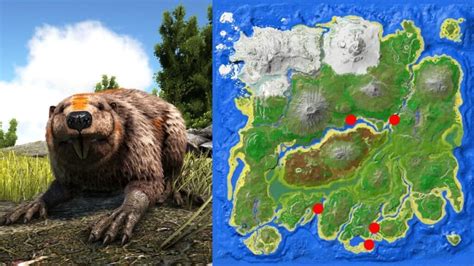 the center beaver dam locations Ark survival evolved beaver dam locations