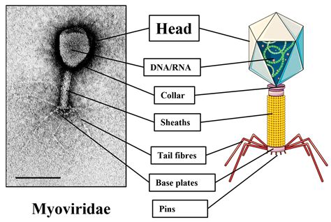 Bacteriophage- Definition, Structure, Life Cycles,, 56% OFF