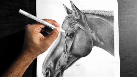 How To Draw A Realistic Horse Head | Realistic Horse Drawing 🔥🔥🐎 - YouTube