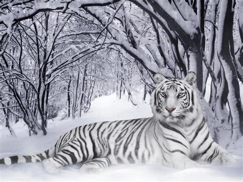 Life..!!: White Siberian tiger