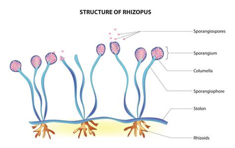 Zygomycota Reproductive Structure