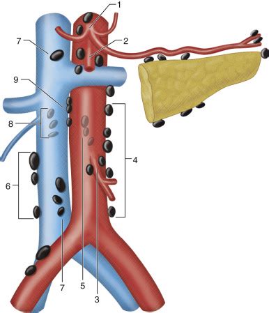 Retroperitoneal Lymph Nodes Anatomy - Anatomical Charts & Posters