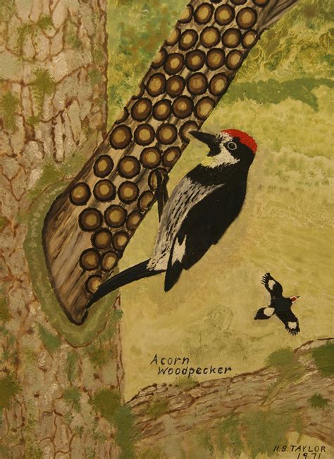 Acorn Woodpecker - The Living Rock Studios