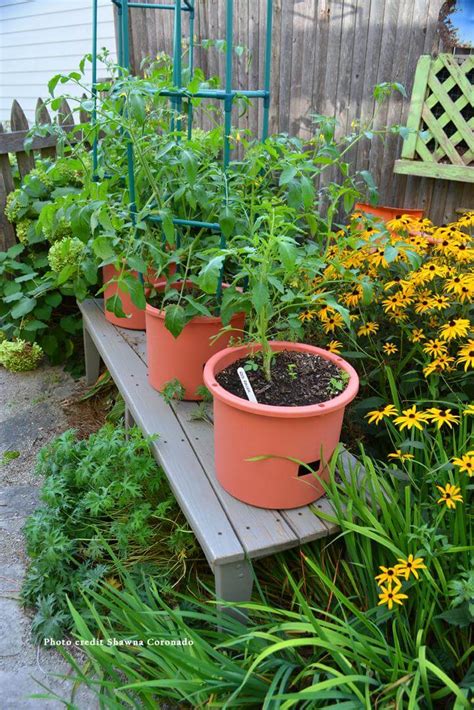 HOW TO PLANT A TOMATO IN A CONTAINER GARDEN | Kellogg Garden Products