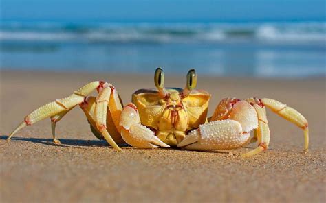 Download Long-eyed Yellow Crab Wallpaper | Wallpapers.com