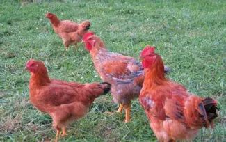 Broiler Chickens VS. Freedom Rangers - Mom Prepares