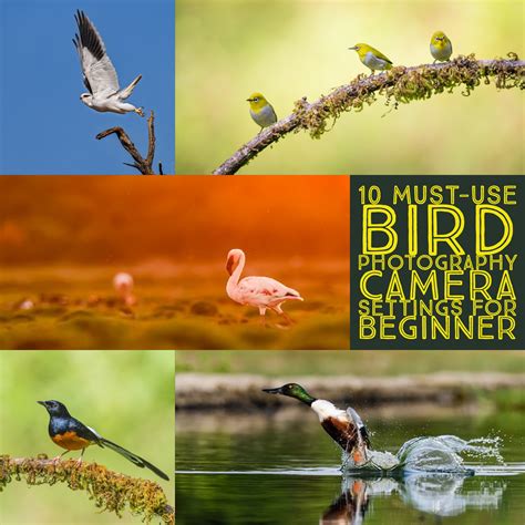 10 Must-Use Bird Photography Camera Settings for Beginners