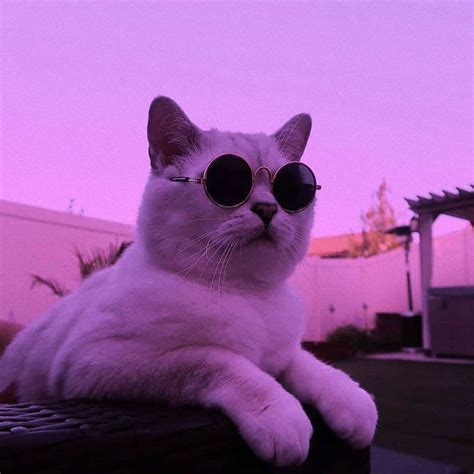 Tumblr | Cosas moradas, Fondos de gato, Fondo de pantalla rosado para iphone