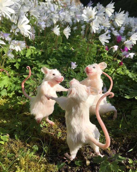 Dancing Mice - Etsy UK | Morsomme dyr, Sjove dyrebilleder, Sød kat