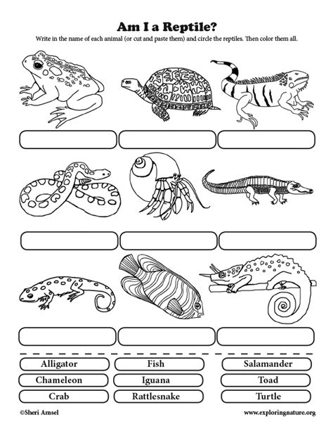 Reptile Activity Sheets