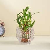Send Lucky Bamboo In Crystal Rose Vase With Scented Candle Plant Online, Price Rs.740 | FlowerAura