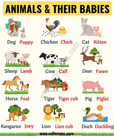 Baby Animals: List of Popular Animals and Their Babies! - ESL Forums