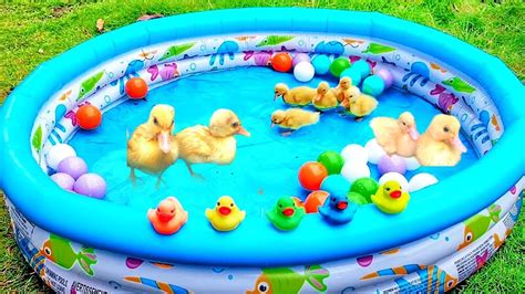 5 Little Ducks, Duck swimming for the first time - YouTube