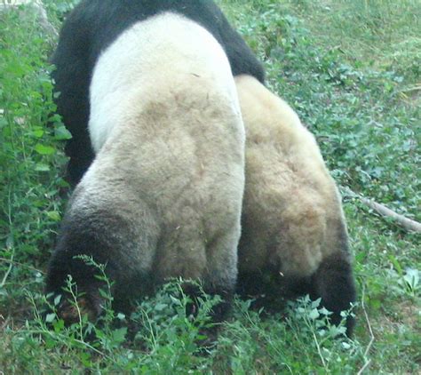 A tail of two pandas - 227 | Flickr - Photo Sharing!