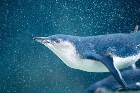 9 Enchanting Facts About Fairy Penguins